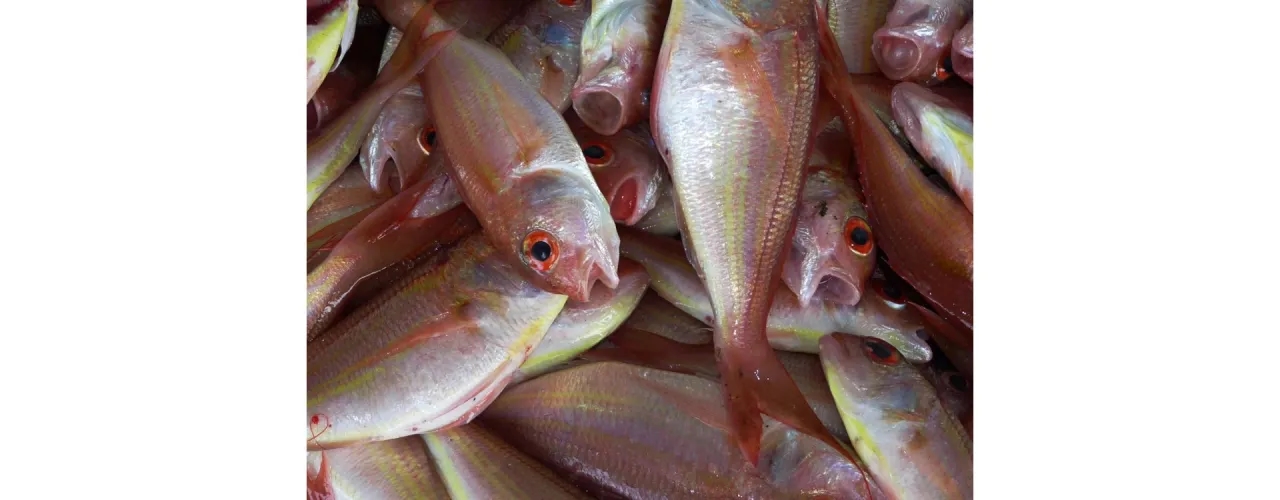 Jak przewieźć ryby znad morza? Poradnik świeżości i smaku!